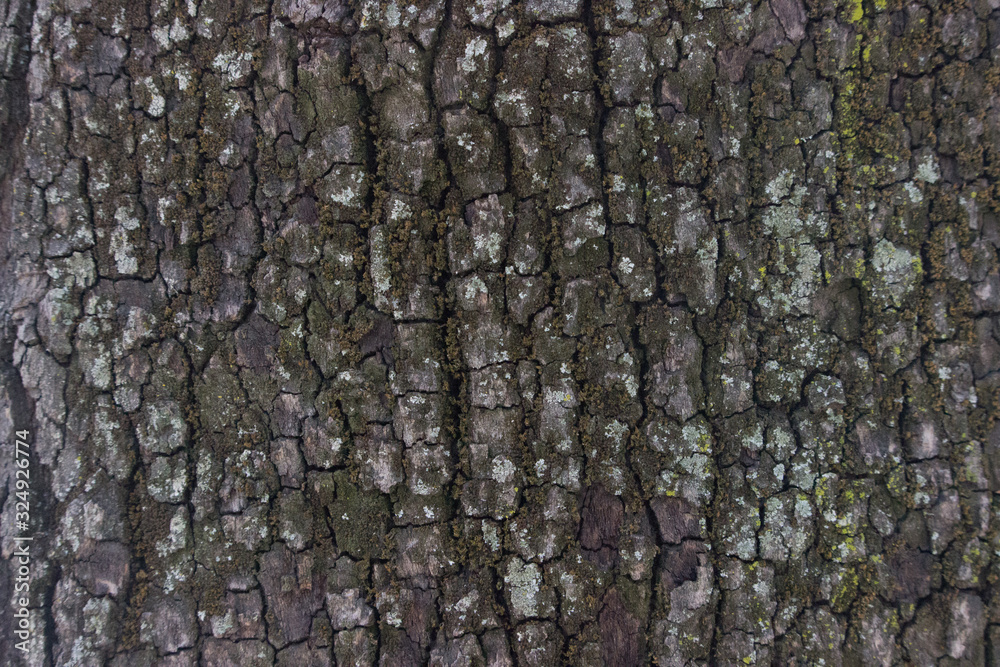 Textura madera árbol Textura madera árbol