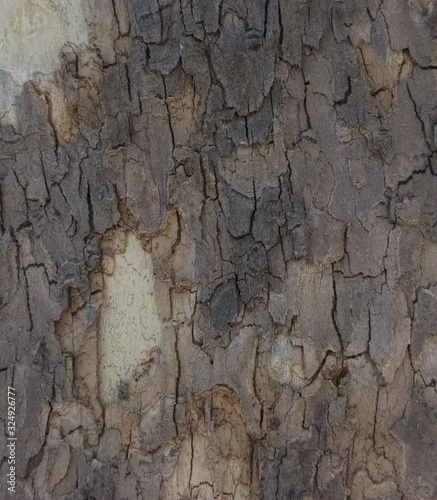 Textura árbol madera