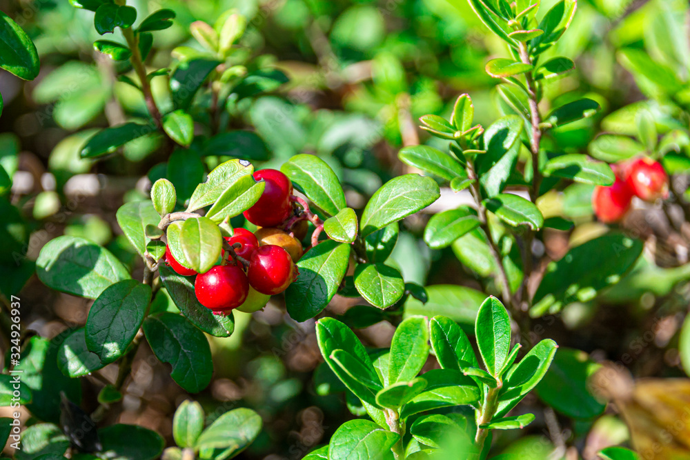 Red cranberries on a branch in a coniferous forest. Close-up of berries and leaves. The concept of a healthy and natural diet. Natural background.