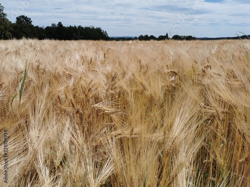 wheat field