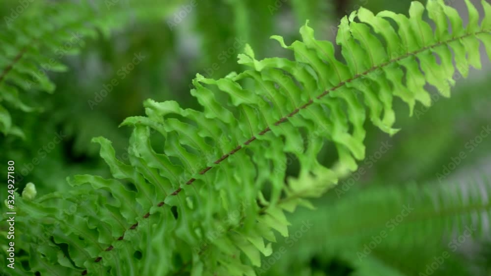 Close-up of green fern leaf. Fern leaf pattern. Handheld shot Close-up of green fern leaf. Fern leaf pattern. Handheld shot