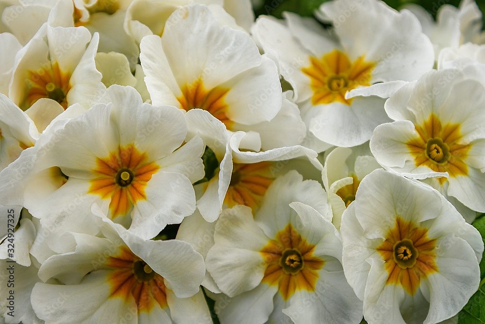 Primula gessey white with large flowers for garden, parks, balkon, terrasse, rooms. Flower background, wallpaper