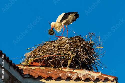 Pair of storks making a nest on the roof of a church. Sunny day and blue sky.