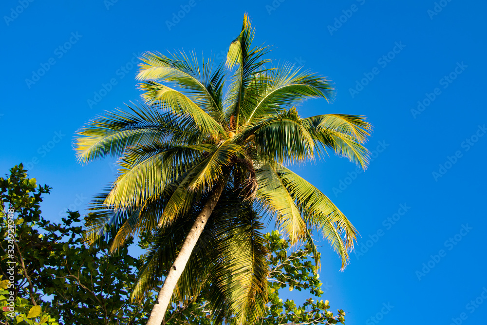 Coconut palm trees against the blue sky, calm and peaceful background with lush colours, exotic vacations concept Coconut palm trees against the blue sky, calm and peaceful background with lush colours, exotic vacations concept