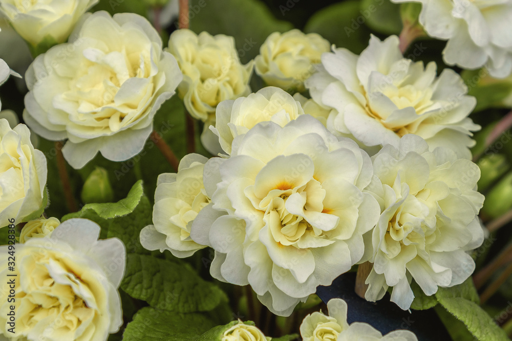 Primula belarina cream. Flowers for garden, parks, balkon, terrasse, rooms Primula belarina cream. Flowers for garden, parks, balkon, terrasse, rooms