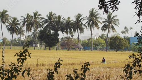 Wallpaper Mural Peaceful country landscape of indian village with local woman working in yellow field on sunny day. Unrecognizable female worker going outdoors on tropical background slow motion. Asian culture Torontodigital.ca