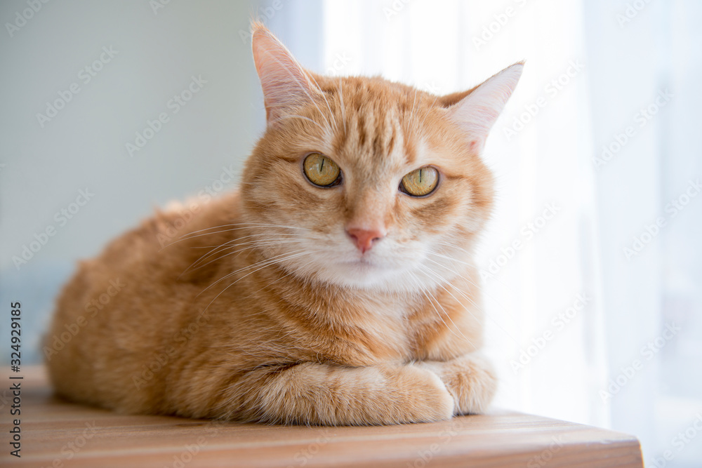 Emotional orange ginger cat eyes portrait. Funny red cat in cozy home atmosphere. Lying tabby ginger cat. Looking ginger cat, sitting. Tabby fluffy kitten cat smiling
