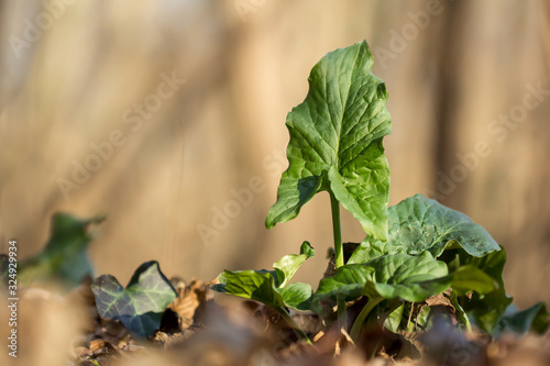 Cuckoopint or Arum maculatum arrow shaped leaf, woodland poisonous plant in family Araceae. arrow shaped leaves. Other names are nakeshead, adder's root, arum, wild arum, arum lily, lords-and-ladies,  photo