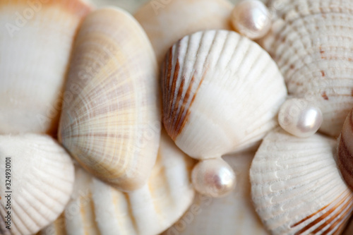 white seashells macro 