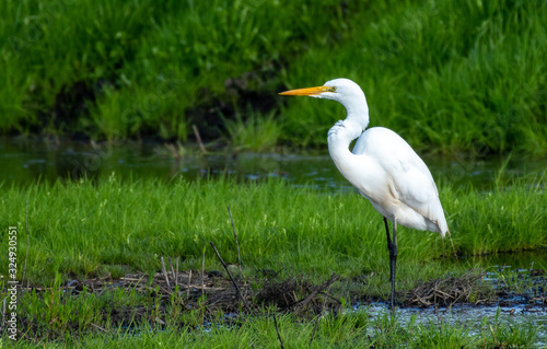 Great egret in Lodi, California