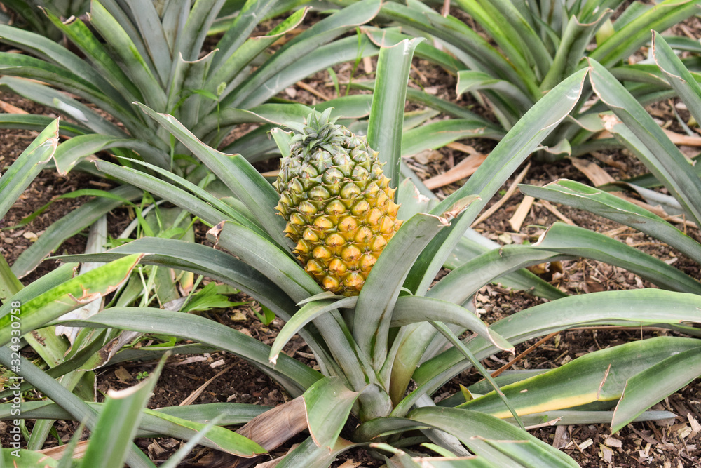 Growing ananas plant close up, pineapple plantation Growing ananas plant close up, pineapple plantation