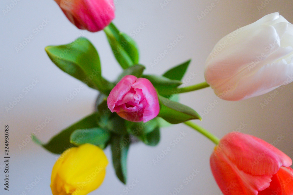 Bouquet of tulips on a white background. Spring flowers. Colored tulips. Mothers day. International Womens Day March 8 A colorful flower background wallpaper of tulips pink, red, white, orange, yellow Bouquet of tulips on a white background. Spring flowers. Colored tulips. Mothers day. International Womens Day March 8 A colorful flower background wallpaper of tulips pink, red, white, orange, yellow