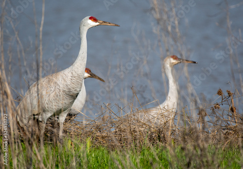 Sandhill Cranes in Lodi, California