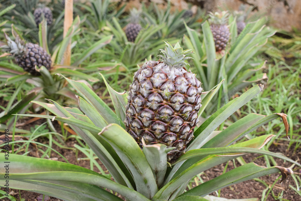 Growing ananas plant close up, pineapple plantation Growing ananas plant close up, pineapple plantation