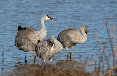Sandhill Cranes in Lodi, California