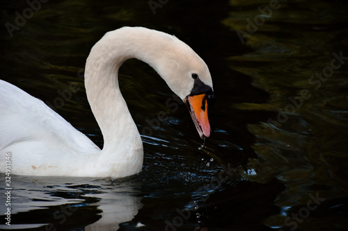 Fototapeta Naklejka Na Ścianę i Meble -  Fishing swan