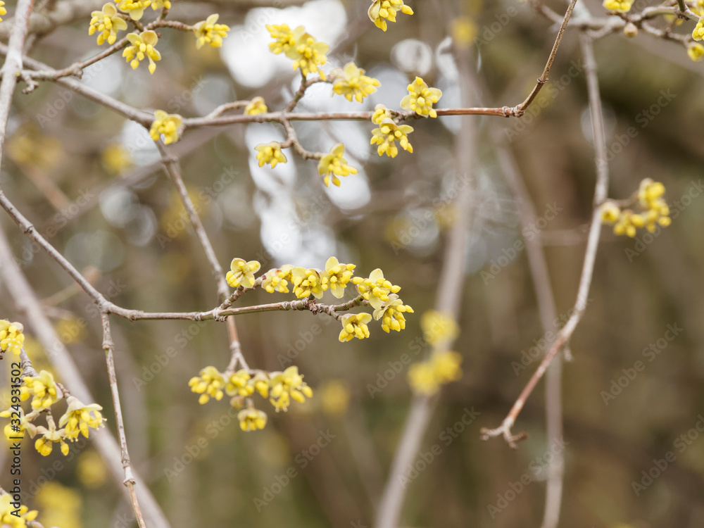 Kornelkirsche oder Gelber Hartriegel (Cornus mas). Blütenstände vor dem Blattaustrieb Kornelkirsche oder Gelber Hartriegel (Cornus mas). Blütenstände vor dem Blattaustrieb