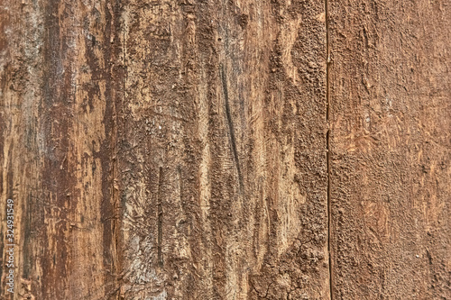 texture of tree bark decorated with patterns left over from the bark beetles