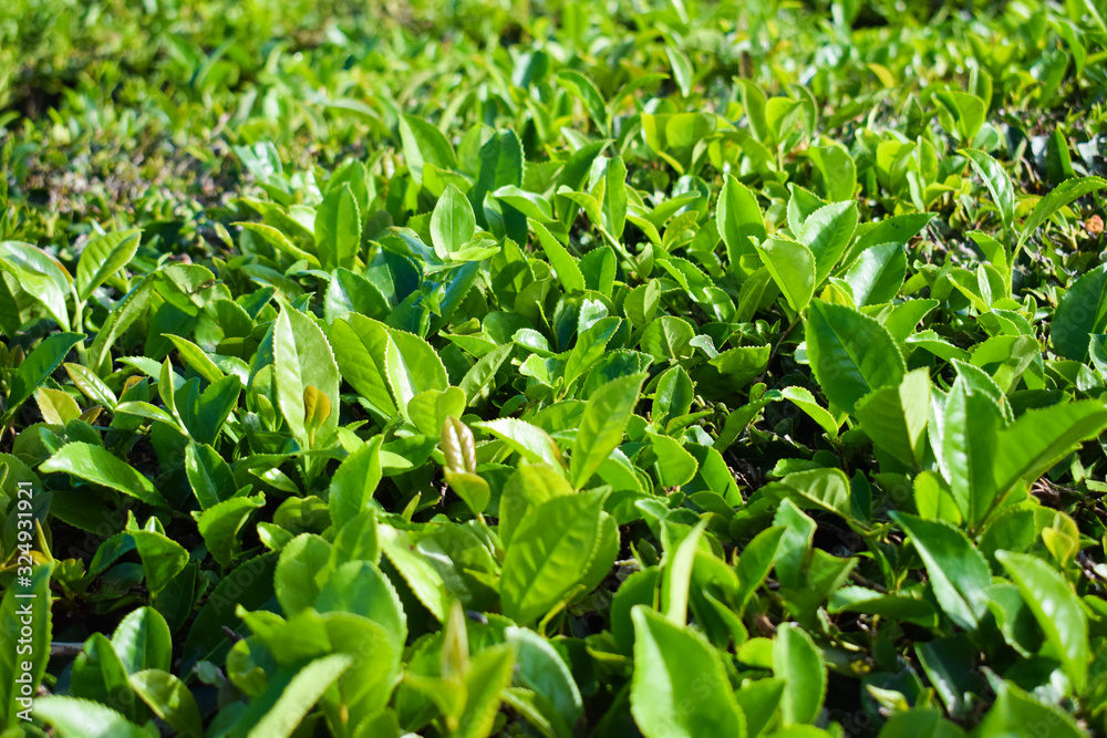Tea leaves close up, tea plantation Tea leaves close up, tea plantation