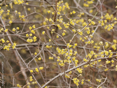 Kornelkirsche oder Gelber Hartriegel (Cornus mas). Blütenstände vor dem Blattaustrieb