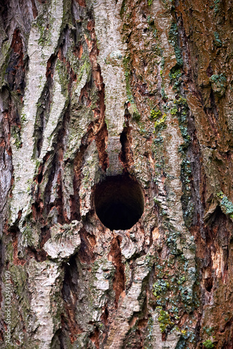 Woodpecker Bird Hole in a Tree