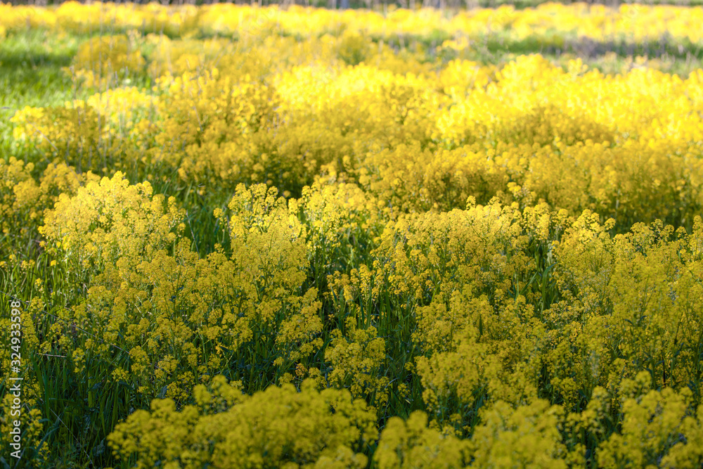 A fragment of a field of blooming mustard. A play of light and shadow in a sea of yellow flowers.. Close-up, selective focus. Spring background. A fragment of a field of blooming mustard. A play of light and shadow in a sea of yellow flowers.. Close-up, selective focus. Spring background.