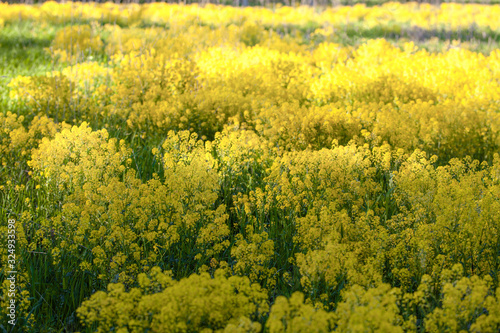 A fragment of a field of blooming mustard. A play of light and shadow in a sea of yellow flowers.. Close-up, selective focus. Spring background.