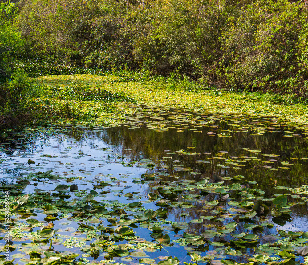 wetland marsh creating an aquatic habitat for plants and animals wetland marsh creating an aquatic habitat for plants and animals