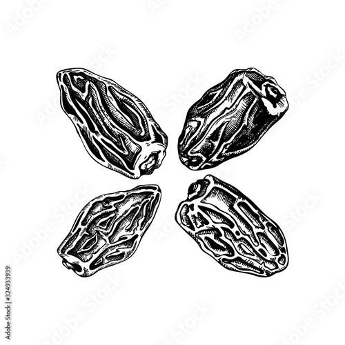 Hand drawn dried date fruits sketches set. Vintage dehydrated dates in engraved style. Delicious healthy dessert. Realistic oriental sweets vector illustrations.