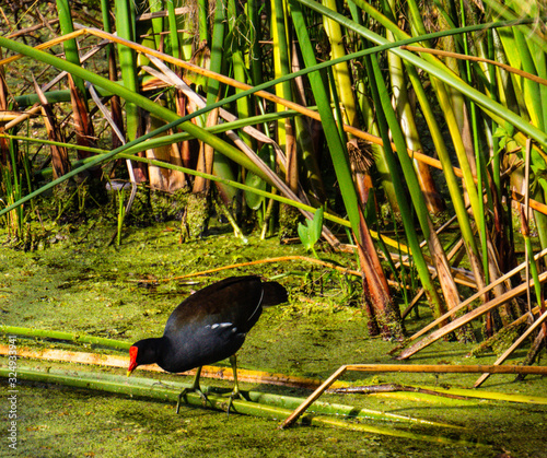 Black Morhen bird with red beak walking on plants in wetlands  photo