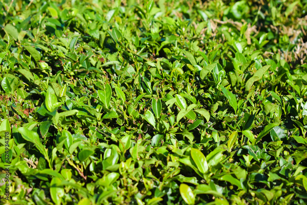 Tea leaves close up, tea plantation Tea leaves close up, tea plantation