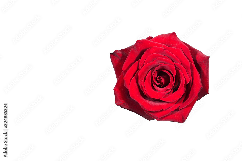 Fototapeta premium Red rose flower without stem, isolate