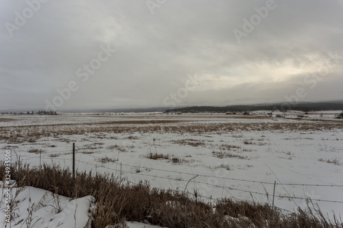 Tall grass pushing through the snow in an open field with fog on gloomy day