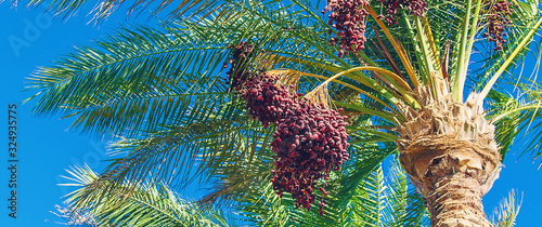 date palm trees against the sky. Selective focus. photo