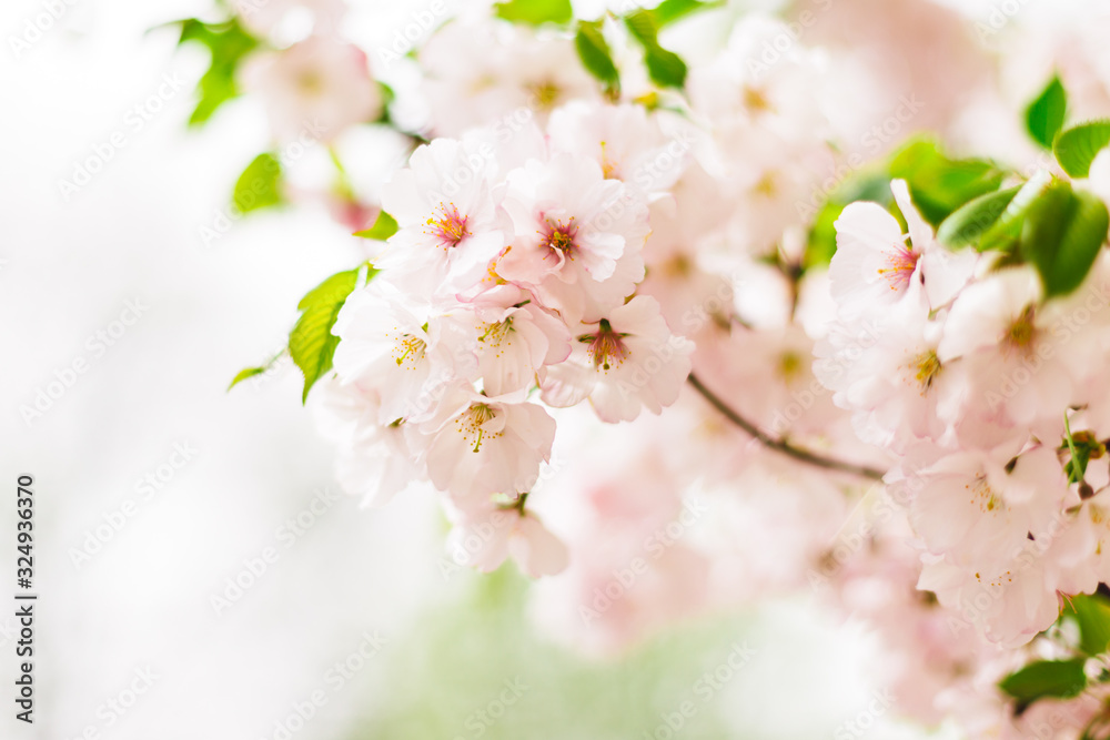 Amazing pink cherry blossoms on the Sakura tree.