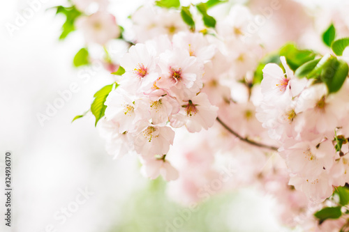 Amazing pink cherry blossoms on the Sakura tree.