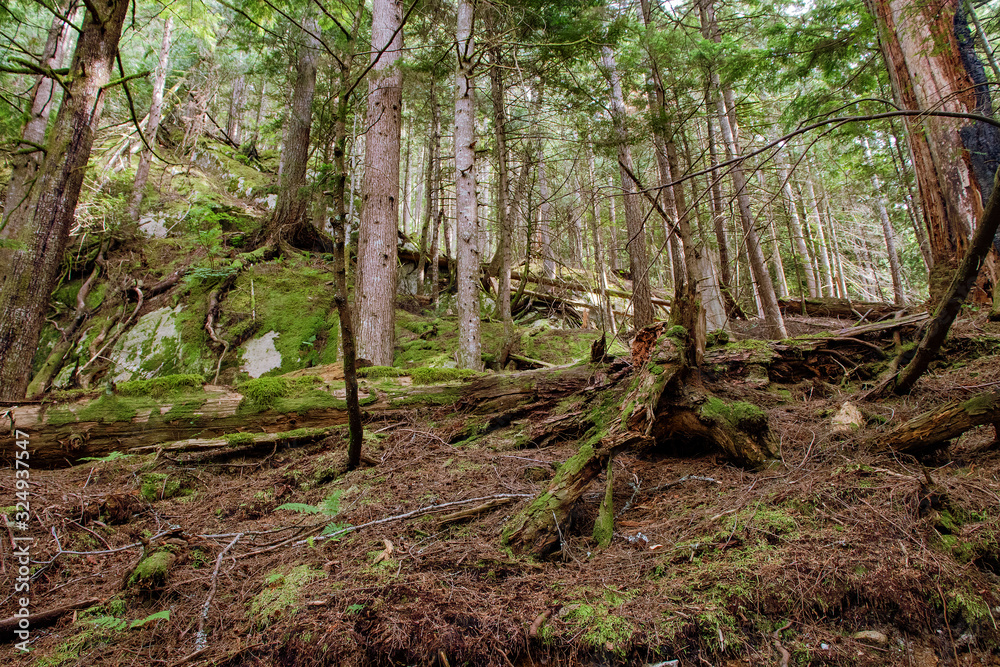 Rainforest seen from the forest floor level, Squamish, BC, Canada Rainforest seen from the forest floor level, Squamish, BC, Canada