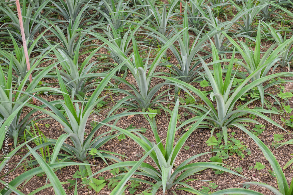 Fototapeta premium Pineapple plants in a greenhouse, agriculture, exotic fruits