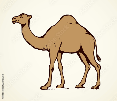 Camel. Vector sketch