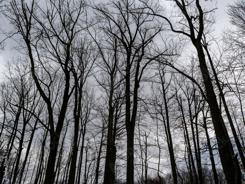 bare trees on a dark gloomy winter day