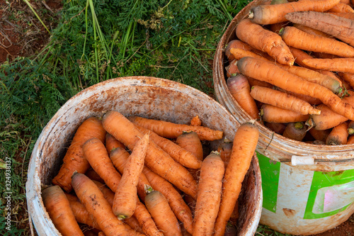 Carrot vegetable farm harvest in spring. Fresh ripe organic raw vegetables. Abundance reaped and packed in buckets on outdoor farm land. Local farmers farming in Saint Elizabeth parish, Jamaica. photo