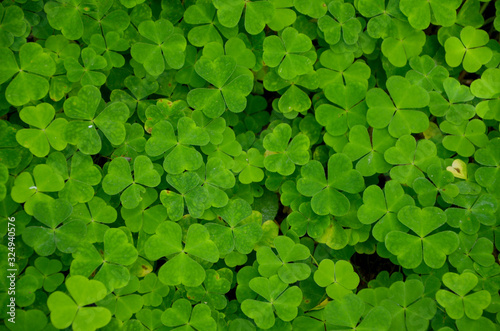 green background with clover seamless background green clover leaves 