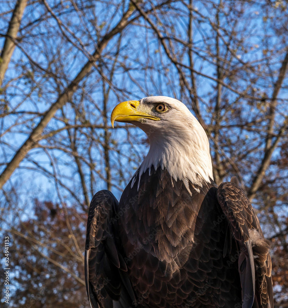 An American Bald Eagle portrait with a blue sky background An American Bald Eagle portrait with a blue sky background