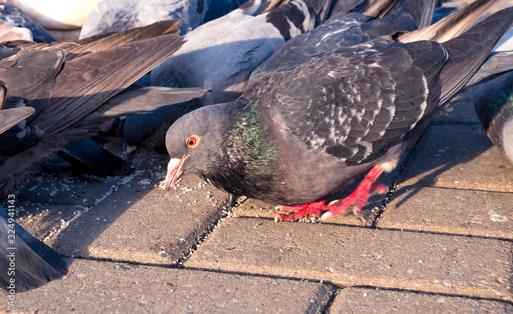 Fototapeta premium Many pigeons peck millet on sidewalk