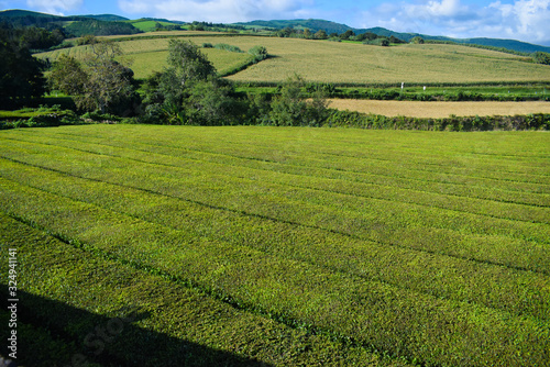 Tea plantations on Azorean island  no people  empty fields