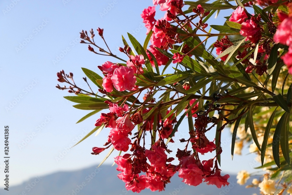 Vibrant pink nerium flowers and bright blue sky. Selective focus. Vibrant pink nerium flowers and bright blue sky. Selective focus.
