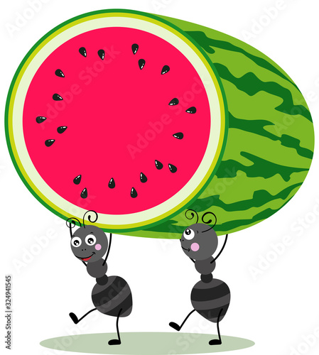 Two little ants carrying a cut watermelon