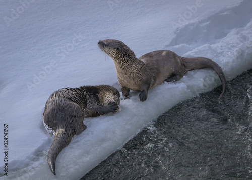 Mother river otter and her pup in Yellowstone