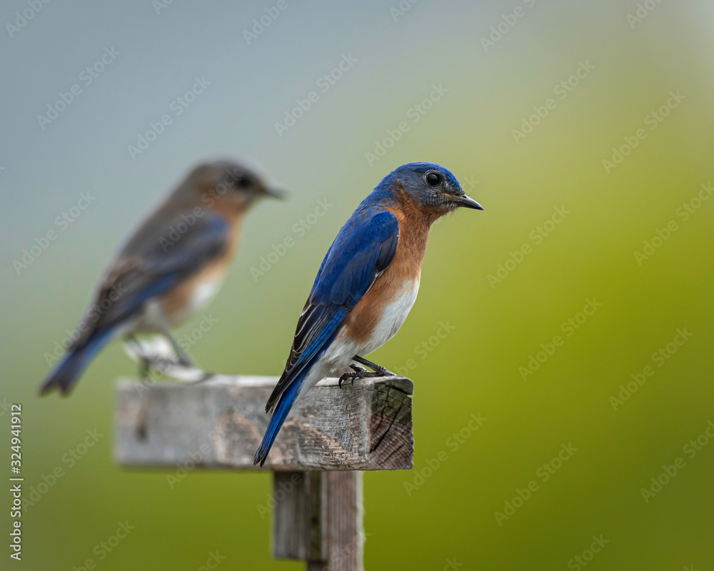 Fototapeta premium Bluebirds in the Midwest