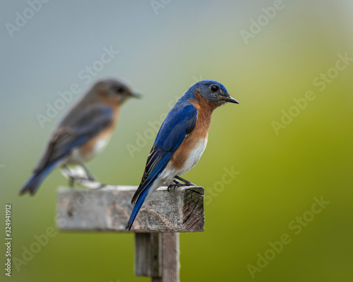 Bluebirds in the Midwest © Laura Hedien